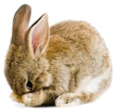 rabbit-pet-insurance-alternative2.png